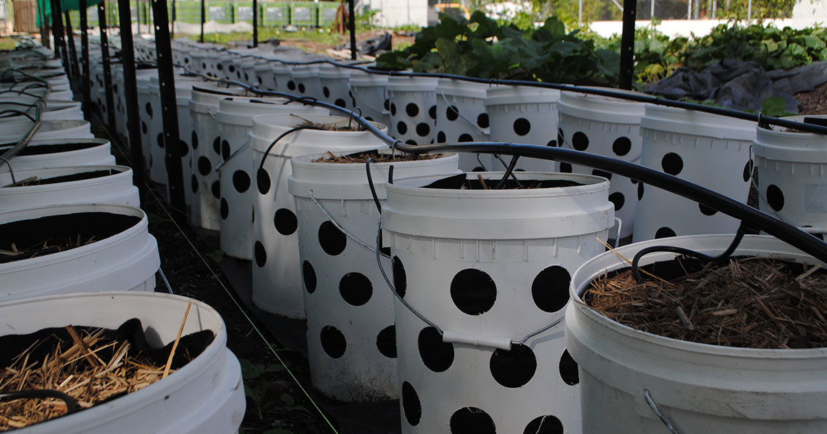 Mini Farm Project | Queensland X-Ray